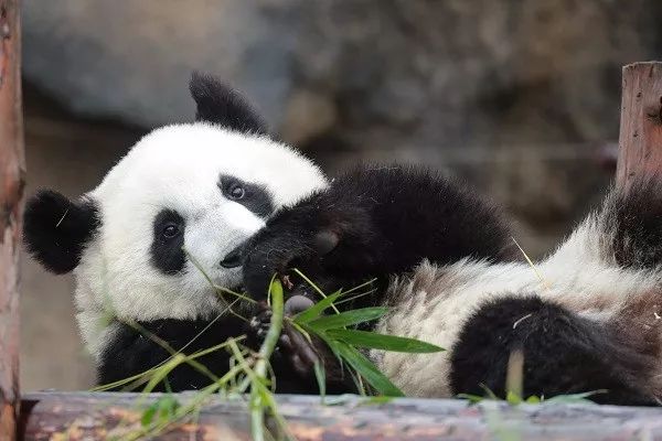 毛茸茸、胖嘟嘟…上海两大动物园的萌物这样御