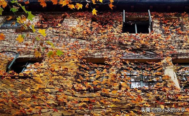 上海秋天最值得一去的5个地方，此生不去心不安