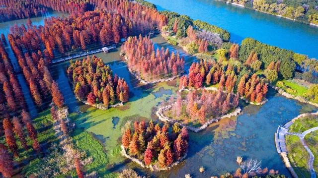 上海郊外最美的深秋在哪里？7家郊野公园说：“来我这里寻觅！”
