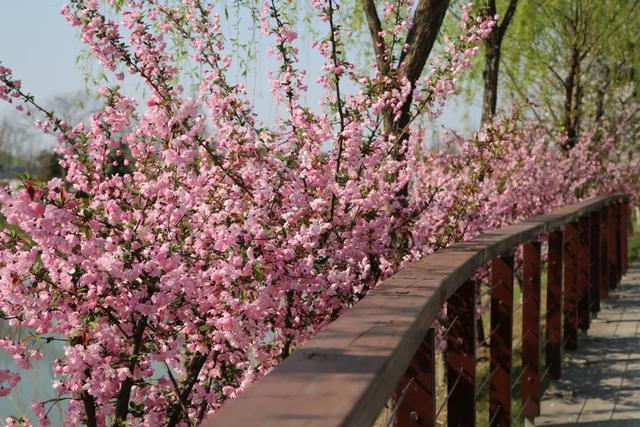 暖春打卡攻略：上海这8个绝佳赏春地，你去过了吗？