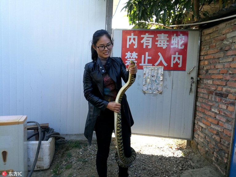 攀枝花80后美女养上万条剧毒五步蛇 年收入近