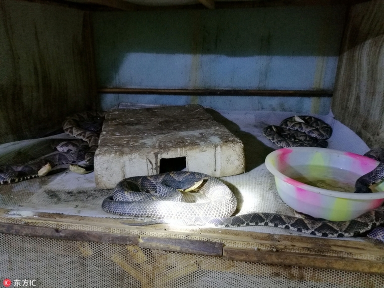 攀枝花80后美女养上万条剧毒五步蛇 年收入近