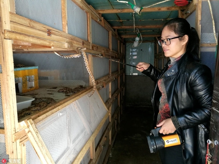 攀枝花80后美女养上万条剧毒五步蛇 年收入近