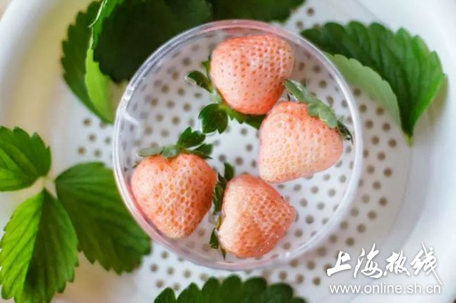 有才气的草莓小公举 七彩草莓你吃过吗