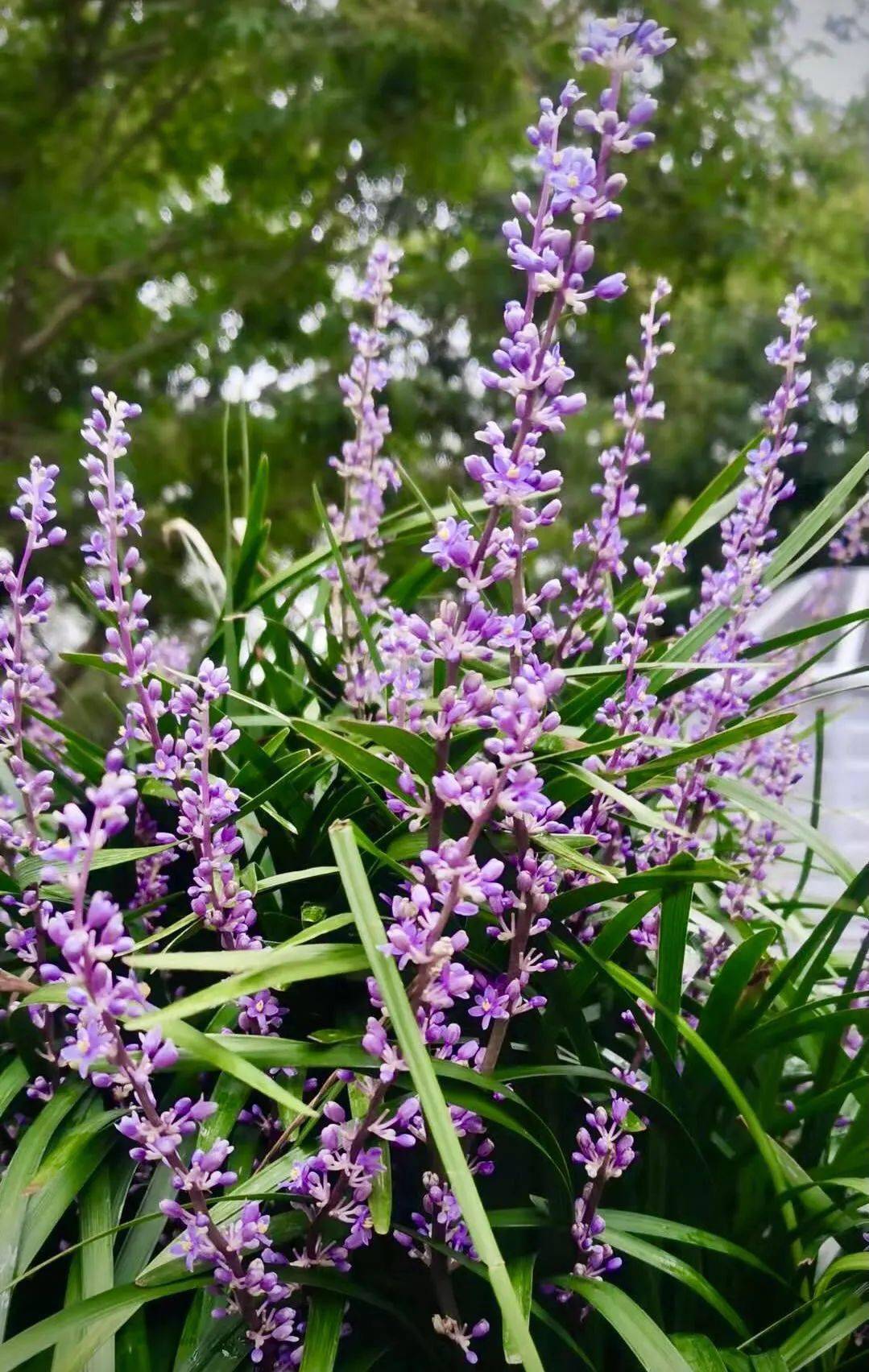 徐汇这些公园绿地里兰花三七盛开紫色美景醉人心田