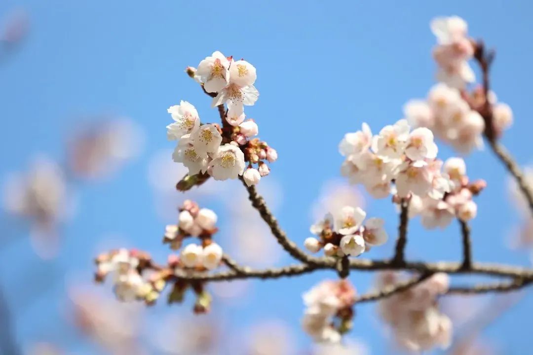 樱色赠人落地成诗 去宝山赴一场樱花之约——上海热线教育频道