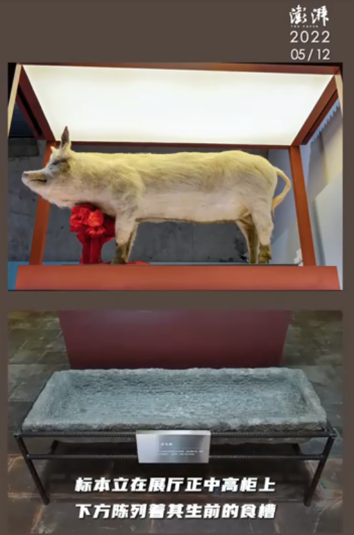 汶川地震十四周年 "猪坚强"标本回家了——上海热线教育频道