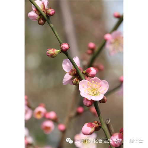 赏梅先识梅！梅花有这些不同颜色和花型，你都知道吗？——上海热线教育频道