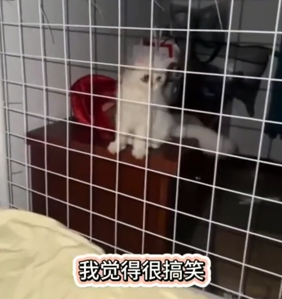 女研究生养猫反向将自己关进笼子 这是什么操作?——上海热线教育频道